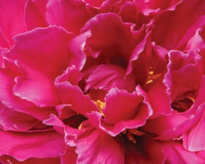 petalspeony